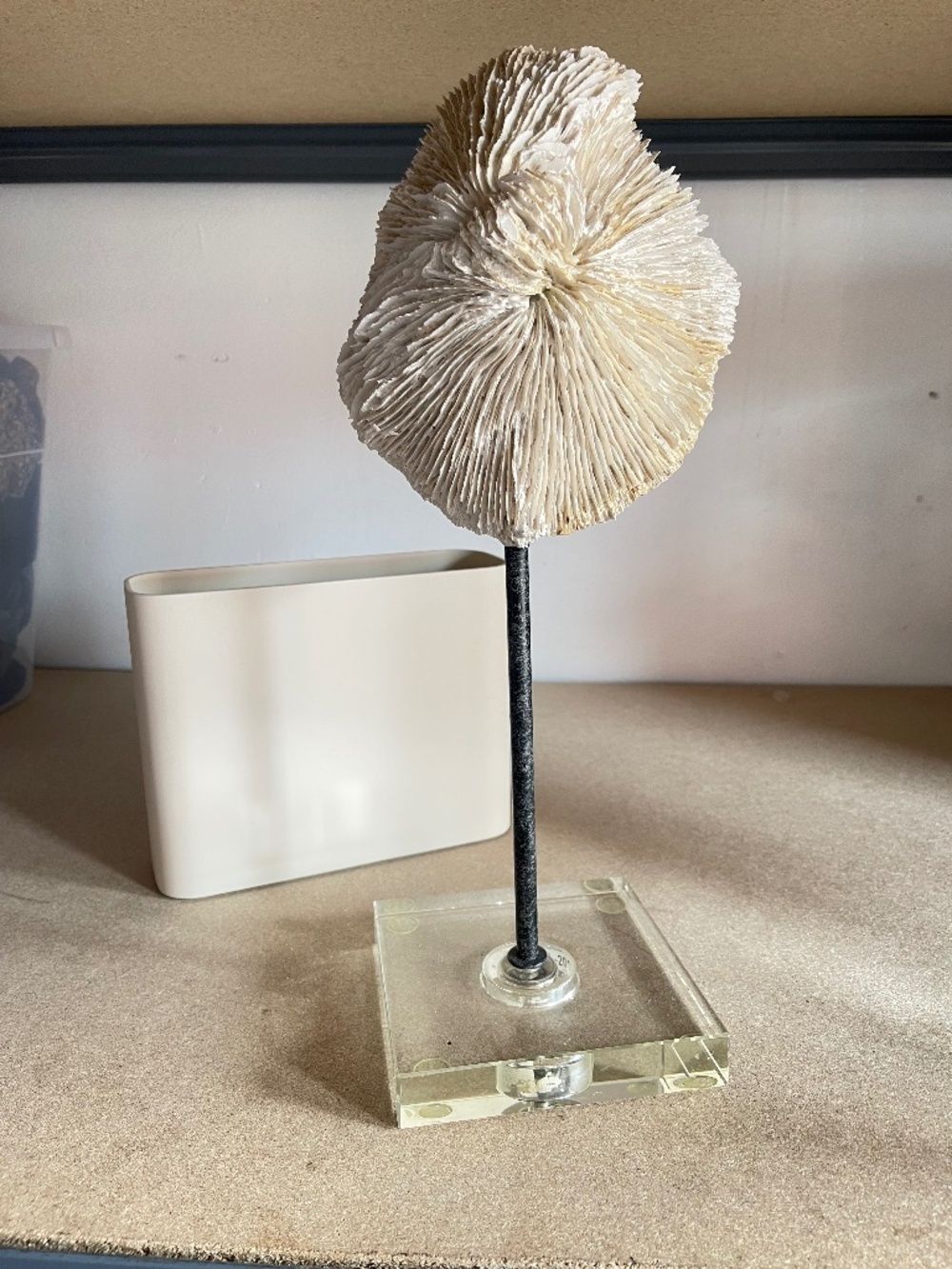 Restoration Hardware Ivory Coral Sculpture on Lucite Stand